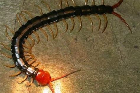 世界上最毒的10种蜈蚣，第6种体型巨大，最后一种被称“天龙”|马来西亚|蜈蚣|巨人_新浪新闻