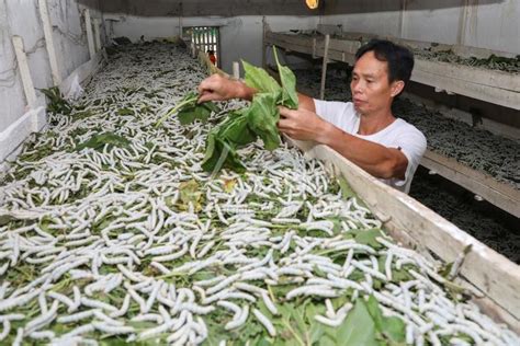 上思县叫安镇打造绿色桑蚕种养“一条龙”壮地方经济|手机广西网