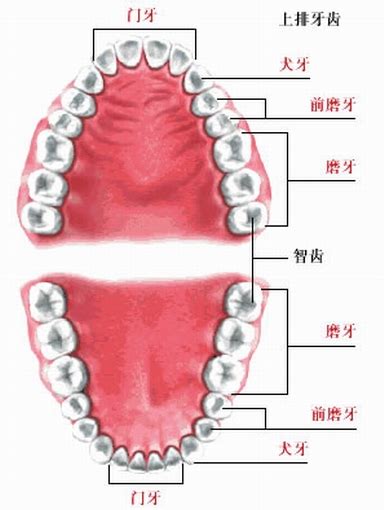 牙齿结构-生理结构图,_医学图库