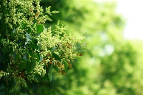 夏天里的绿色树叶高清图片下载-正版图片500440522-摄图网