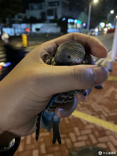 路边捡回小鸟绝食一天，主人妙招给它喂食_腾讯视频