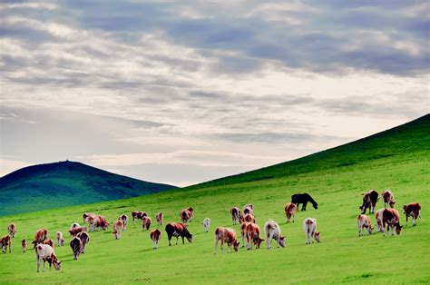 美丽草原牛羊成群-中关村在线摄影论坛