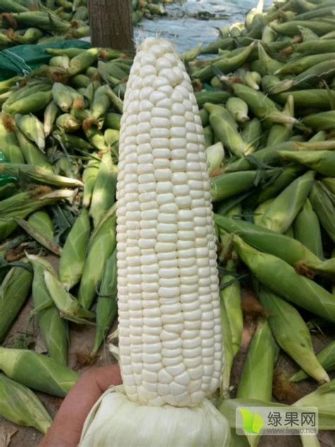 2021年6月17日山东青州糯玉米价格 - 田禾农业 - 蔬菜商情网鲜玉米价格