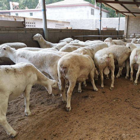 有绵羊买啊 肉羊养殖基地 肉羊品种 山东济宁-食品商务网