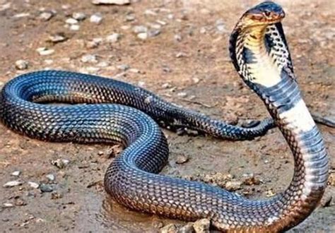 世界上最长的蛇有多长（世界上最长的蛇叫什么名字）_玉环网