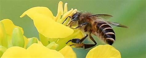 蜜蜂有哪些生物学特性？ - 蜜蜂知识 - 酷蜜蜂