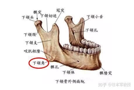 下颚在哪个位置图图片 下颚在哪个位置图图片