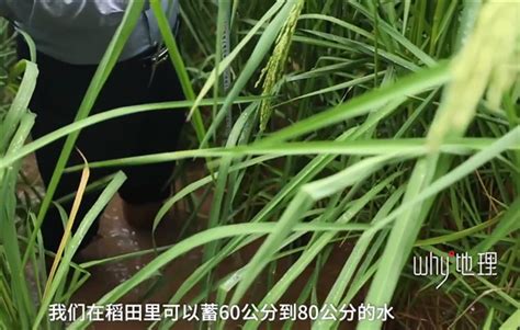 激动人心！2米高巨型稻在重庆试种成功 袁老禾下乘凉梦成真了-新闻频道-和讯网