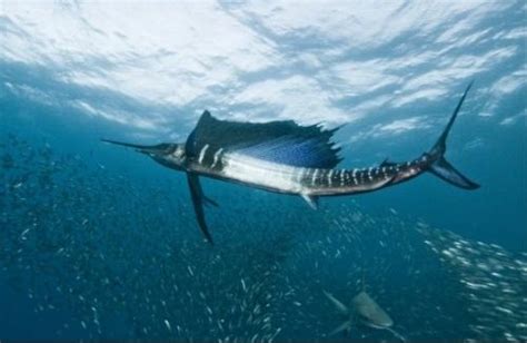 游泳速度超百公里成为最快的鱼类，旗鱼肉日本料理最常见的生鱼片