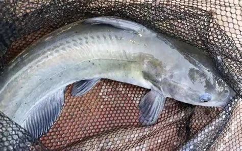 二根胡须的鲶鱼是什么鱼，通常被称为“土鲶” - 新三农