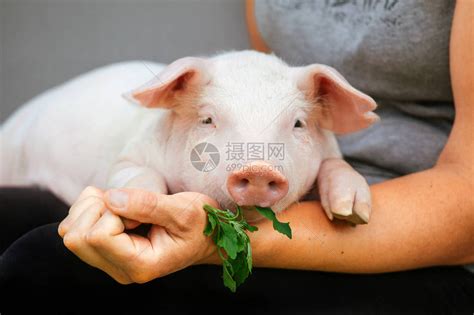 一只小白猪坐在女人的膝盖上滑稽的小猪高清图片下载-正版图片504224036-摄图网