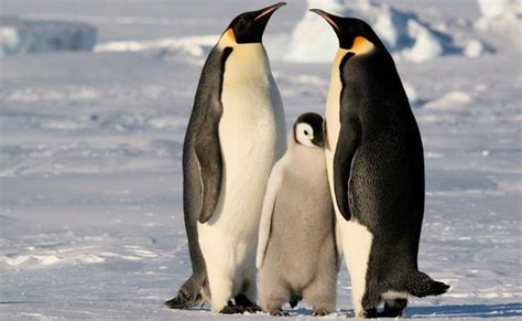 企鹅为何从天空潜入海洋？科学家揭秘企鹅演化的“基因秘诀”