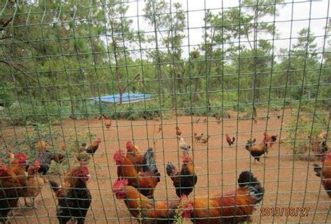 养鸡用铁丝网专用的养鸡护栏网