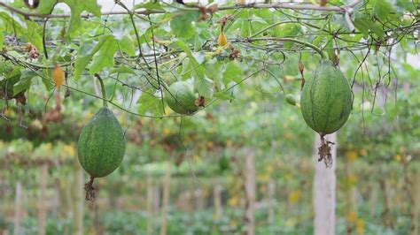 瓜蒌种子多少钱一斤，哪里有瓜蒌种子卖-绿宝园林网