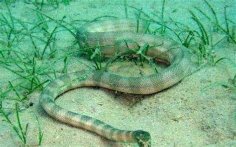 世界最毒的毒蛇第一名！海蛇排名靠前的多！_毒蛇新闻_毒蛇网