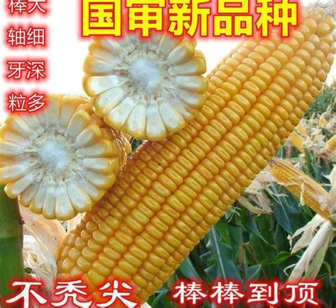 京科968玉米品种介绍（京科968种子审定公告、价格）-植物说