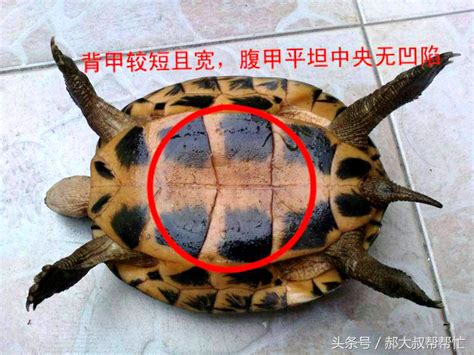 饲养乌龟的方法 - 运富春