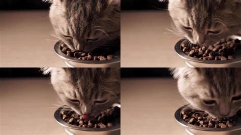 猫咪吃猫粮视频素材,其它视频素材下载,高清3840X2160视频素材下载,凌点视频素材网,编号:301130