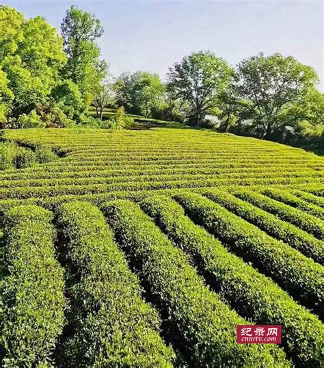 做大做强陇南茶产业 为乡村振兴开启新篇章 - 甘肃综合 - 纪录网_纪录中国,纪录你我