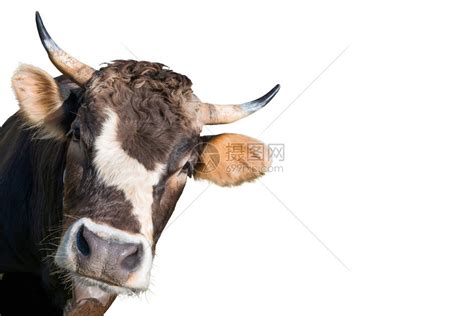 牧草上一头牛的肖像高清图片下载-正版图片506640191-摄图网