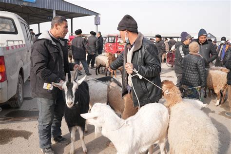 国内各地牛羊交易市场大全，供大家阅览 - 站点事务 中国牛羊养殖网