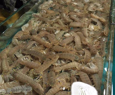 探访青岛海鲜大市场 实拍青岛8种大虾价格