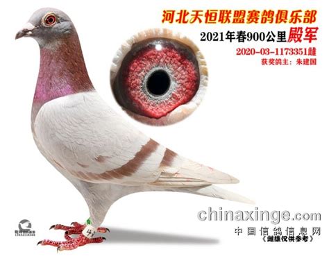 【江阴海之星超远程鸽舍】雄鸽--中国信鸽信息网相册