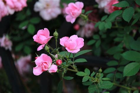 蔷薇花语及代表意义 - 花百科