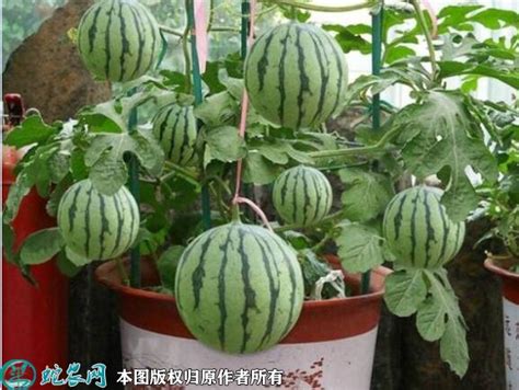 西瓜的种植方法（怎么种出又大又甜的好西瓜） – 碳资讯