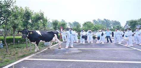 河北丰南：奶牛养殖规模化 助力乡村振兴-人民图片网