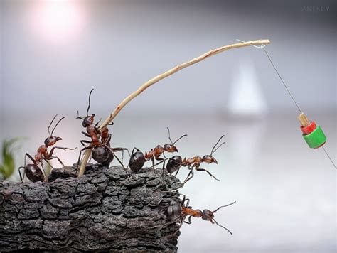 蚂蚁王国的微观生活-蚂蚁,王国,微观,生活,摄影 ——快科技(原驱动之家)--全球最新科技资讯专业发布平台