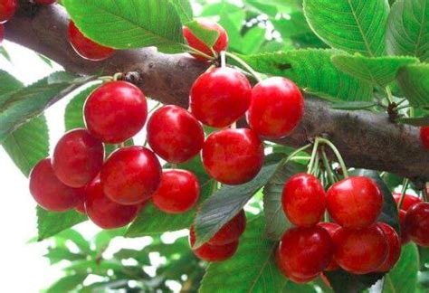 针叶樱桃粉的功效与作用 - 蔬果粉