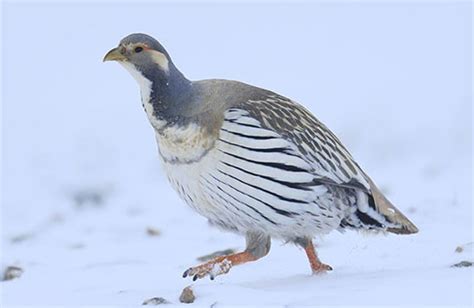 藏雪鸡图片