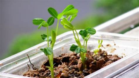 多肉植物的无孔花器栽培——巧用生活杂物 - 养护 - 智慧园林植物身份证系统