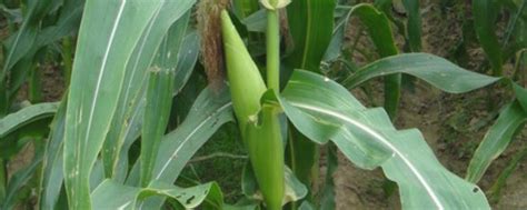 金牛玉999玉米种子特征特性，春播平均生育期139.0天 - 新三农
