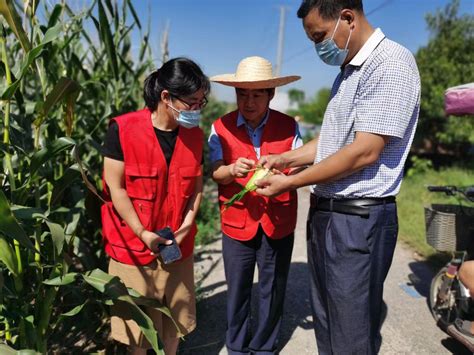 枣庄：农技指导田间地头“把脉问诊”助力玉米丰收