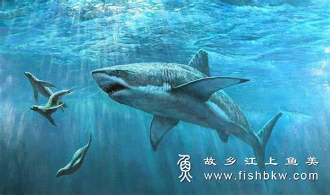 世界上最大的鲨鱼排行榜，鲸鲨体长可达12米_巴拉排行榜