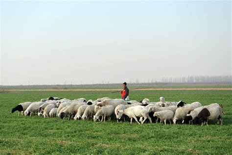 你认为养羊人是一个怎样的人，牧羊人指的是什么类型的人