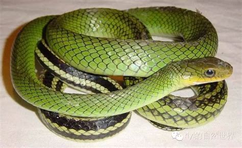 蛇的种类介绍，中国最常见的蛇类 | 路丁网
