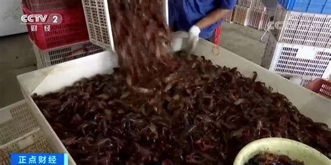 2022澳洲龙虾多少钱一斤？ - 惠农网