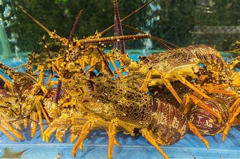 龙虾种类有多少种（常见的五种大龙虾，南宁波士顿大龙虾和花龙虾更受青睐） | 说明书网