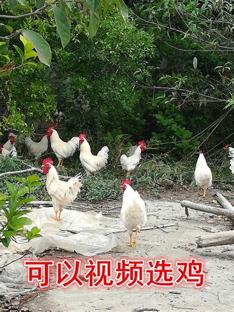 梦扬农场：货真价实的草鸡是如何产出的 - 快讯 - 华财网-三言智创咨询网