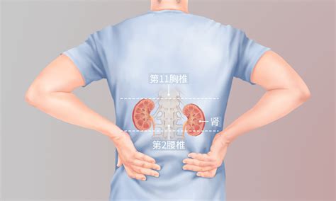 肾疼痛的位置图片,肝区疼痛位置图图片(第3页)_大山谷图库