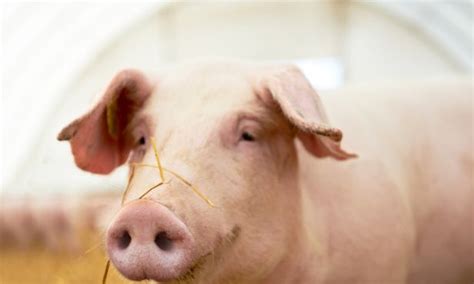 最新猪价：猪价全面下跌，屠企采购难度增加农业资讯-农信网