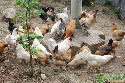 温氏养鸡1万只利润多少_养殖技术 - 农业站