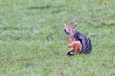 狐狸黑背肯尼亚稀树草原上一只猎豹肯尼亚稀树草原上一只猎豹肉食动物高清图片下载-正版图片307901986-摄图网