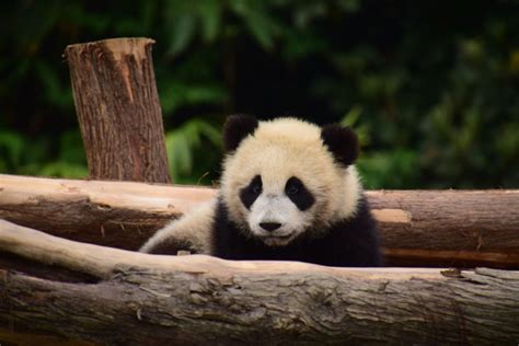 莫斯科动物园将用竹子蛋糕给熊猫“丁丁”和“如意”庆生 - 2022年7月28日, 俄罗斯卫星通讯社