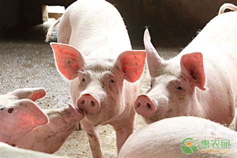 中国地方猪种的种质特性有哪些？ - 惠农网