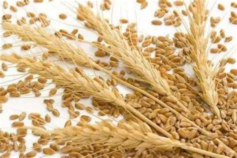 小麦的亩产量 - 农敢网