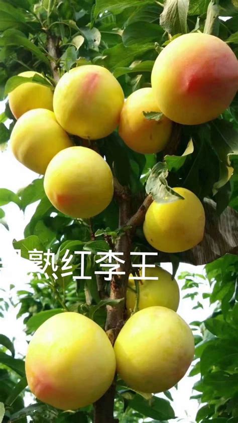 苹果果园丰收的果树高清图片下载-正版图片501618563-摄图网
